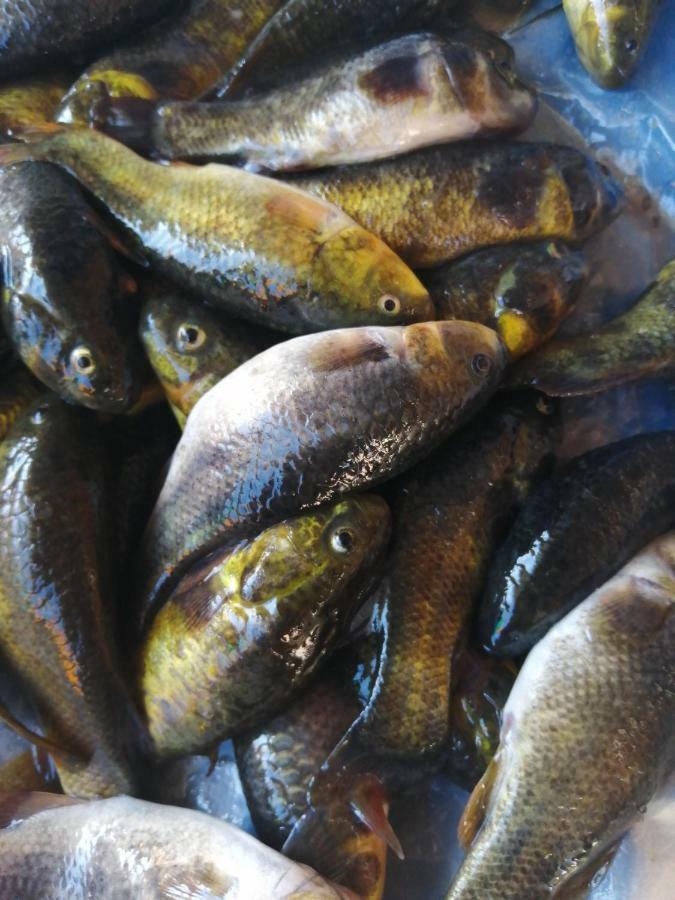 Uros Lodge Lover Titiqaqa بونو المظهر الخارجي الصورة
